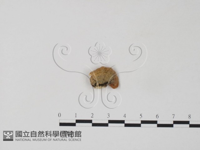 栓菌屬藏品圖，第3張