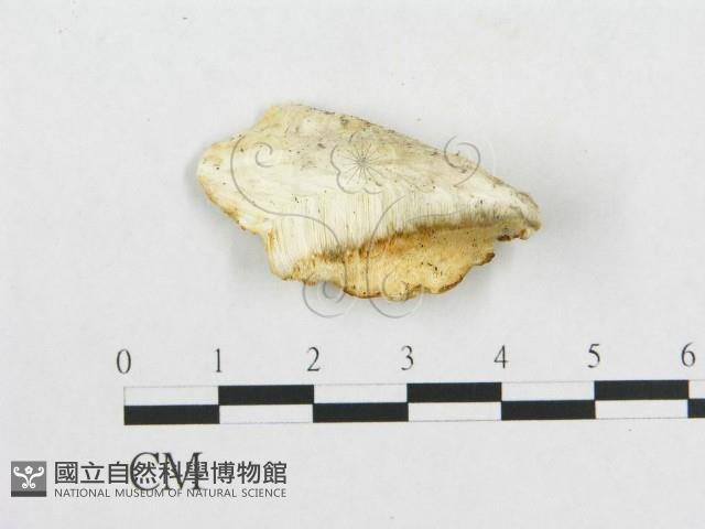 登錄號:F0017866藏品圖，第1張