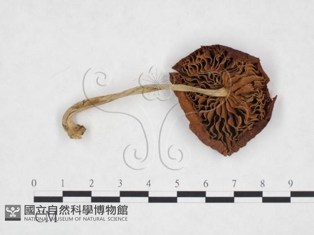 登錄號:F0025866藏品圖，第3張