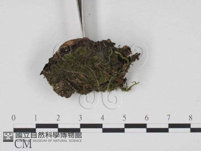 登錄號:F0009866藏品圖，第3張