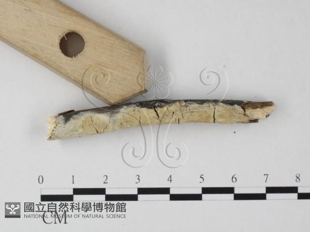 登錄號:F0023866藏品圖，第3張