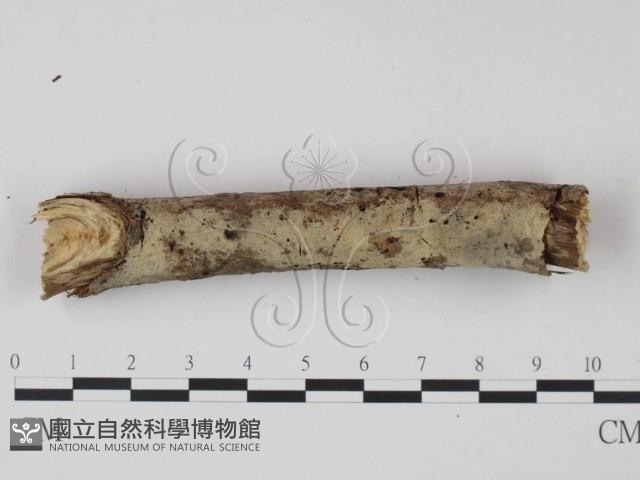 剛毛絲皮菌藏品圖，第3張