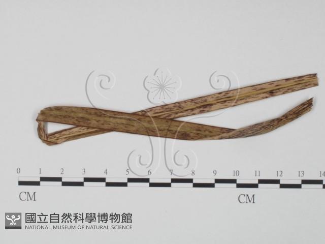 登錄號:F0018966藏品圖，第3張