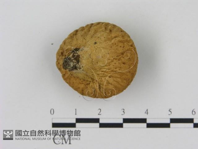 登錄號:F0020966藏品圖，第3張