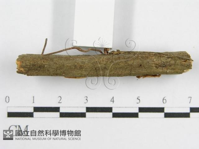 微皮傘屬藏品圖，第3張
