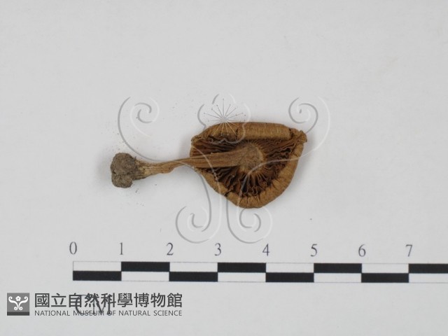 登錄號:F0021966藏品圖，第3張