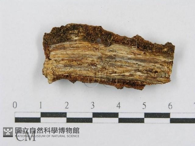 射脈菌屬藏品圖，第3張