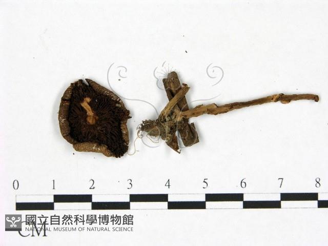 登錄號:F0022966藏品圖，第3張