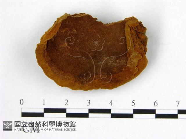 登錄號:F0002966藏品圖，第1張