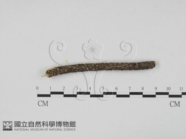 登錄號:F0017966藏品圖，第3張