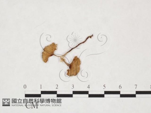 登錄號:F0025966藏品圖，第3張