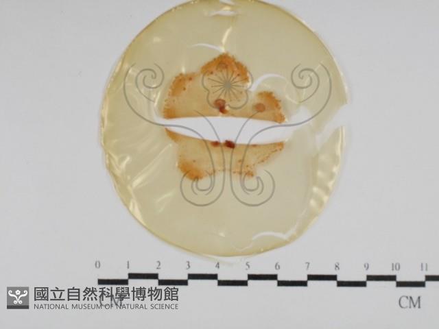 登錄號:F0029966藏品圖，第1張