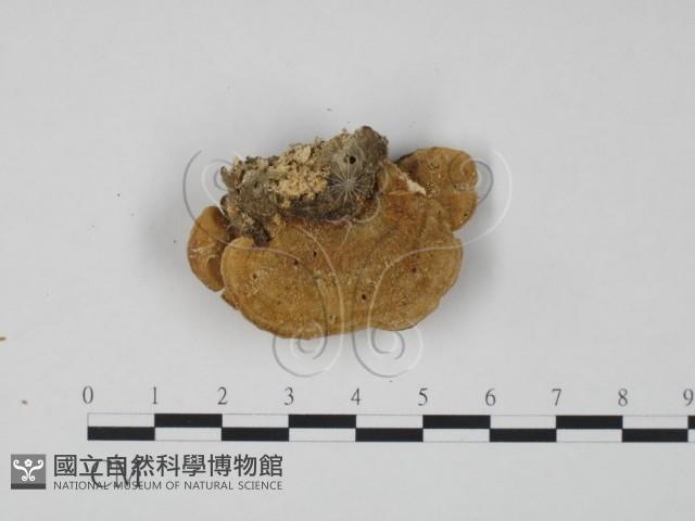 登錄號:F0019966藏品圖，第3張
