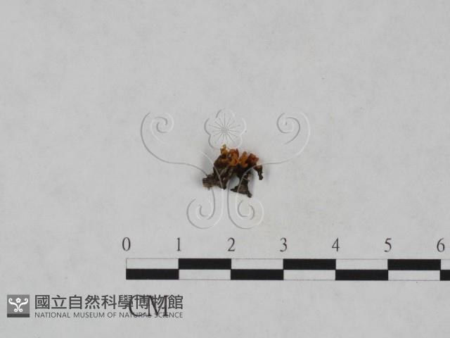 登錄號:F0023966藏品圖，第3張