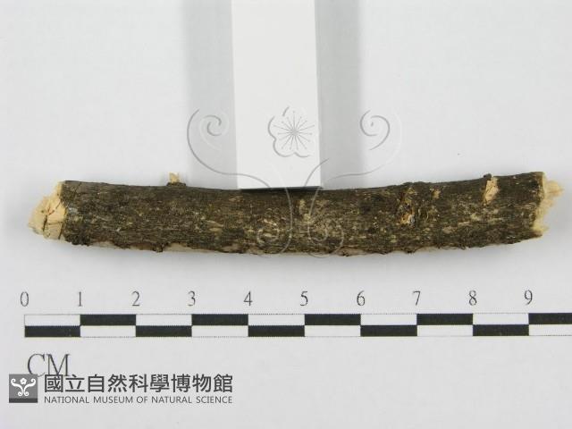 筍殼菌屬藏品圖，第3張