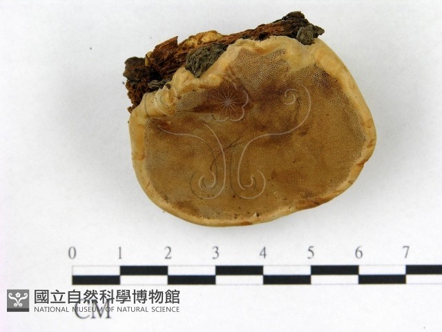 登錄號:F0013966藏品圖，第3張