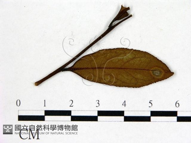 登錄號:F0020666藏品圖，第3張