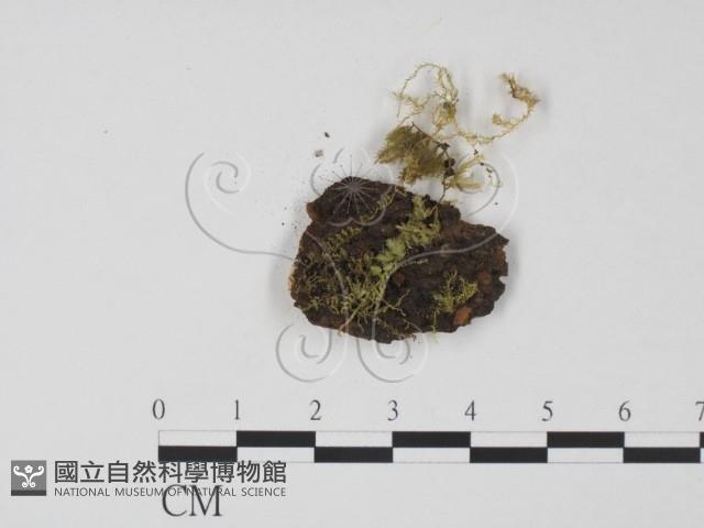 登錄號:F0000666藏品圖，第3張