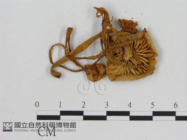 小菇屬藏品圖，第3張