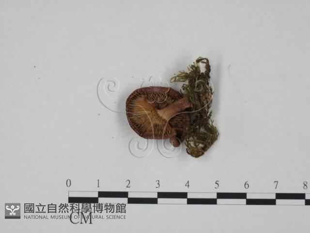 紅菇屬藏品圖，第3張