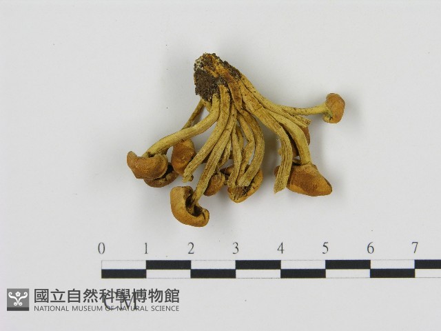 登錄號:F0004666藏品圖，第3張