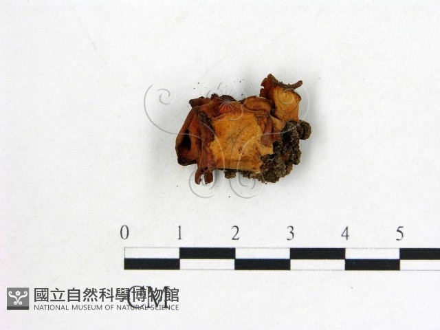 登錄號:F0014666藏品圖，第3張