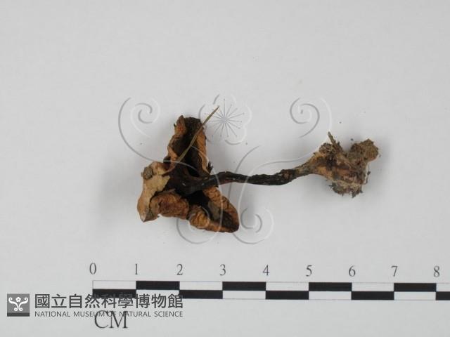 登錄號:F0002666藏品圖，第3張