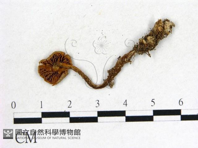 登錄號:F0012666藏品圖，第3張