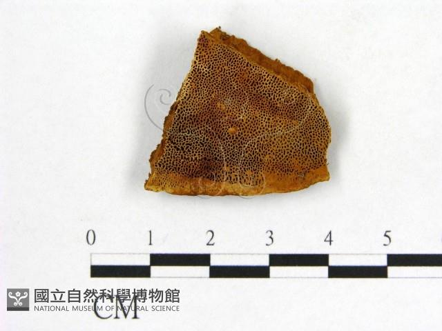 登錄號:F0017666藏品圖，第1張