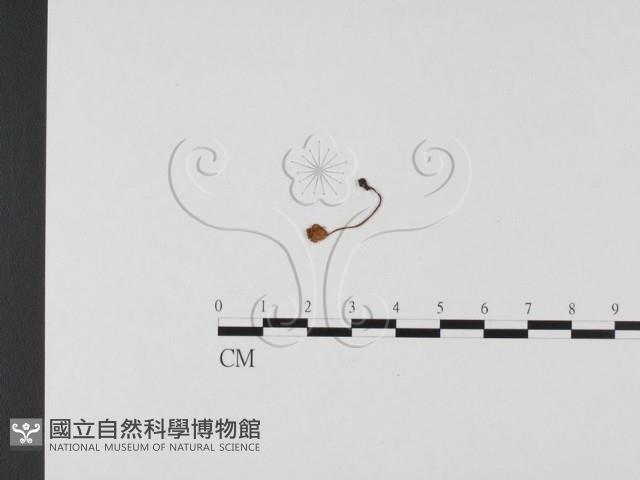 登錄號:F0025666藏品圖，第3張