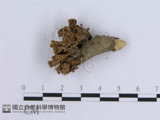 登錄號:F0015666藏品圖，第3張