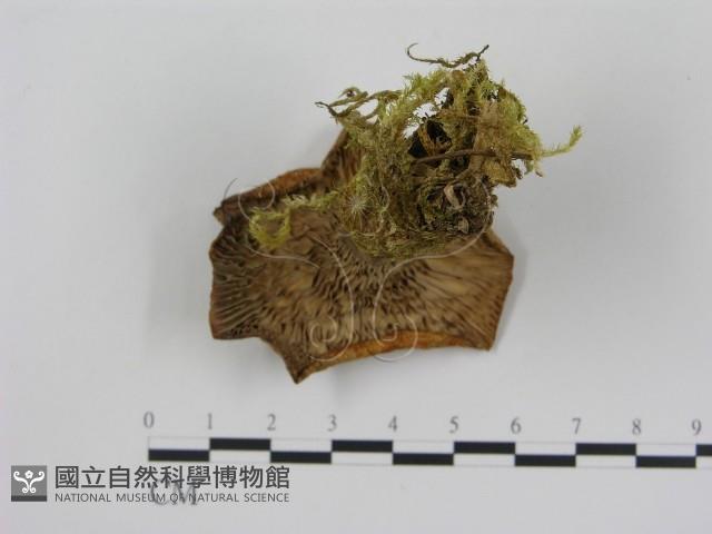 登錄號:F0009666藏品圖，第3張