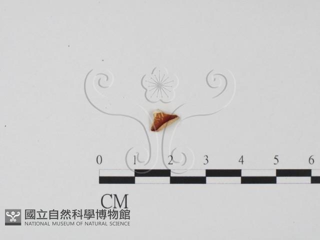 登錄號:F0019666藏品圖，第3張