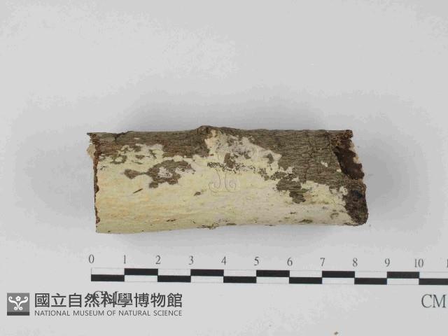 登錄號:F0023666藏品圖，第3張