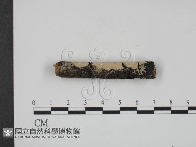 登錄號:F0013666藏品圖，第3張