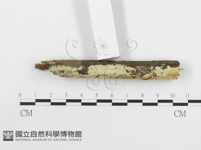 絲齒菌屬藏品圖，第3張