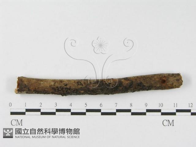 登錄號:F0010466藏品圖，第3張