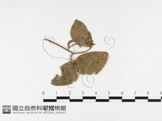 登錄號:F0026466藏品圖，第1張