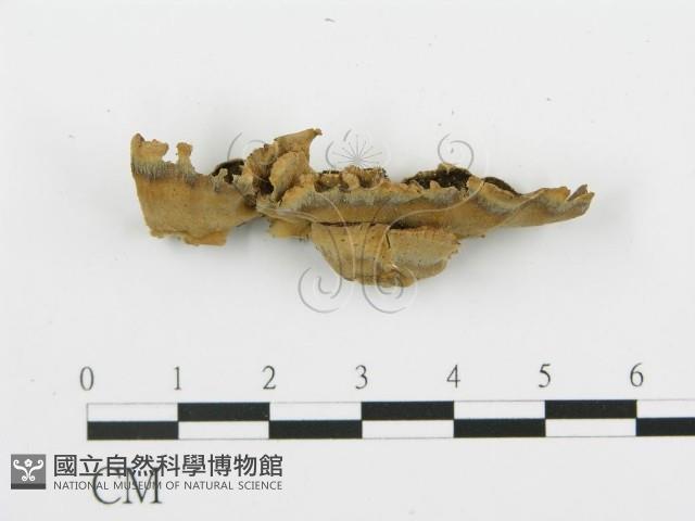 登錄號:F0001466藏品圖，第3張
