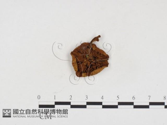 登錄號:F0024466藏品圖，第3張