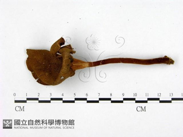 登錄號:F0014466藏品圖，第3張