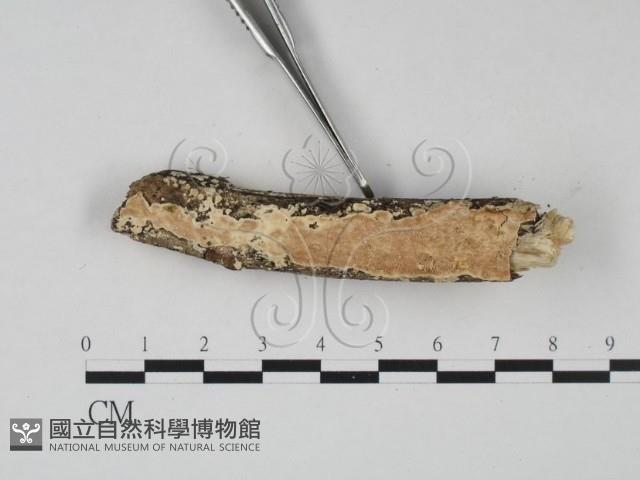 登錄號:F0022466藏品圖，第3張
