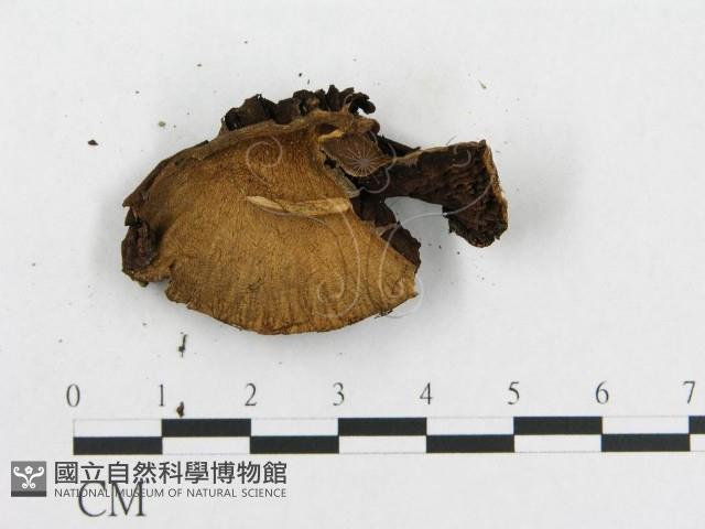 登錄號:F0007466藏品圖，第3張