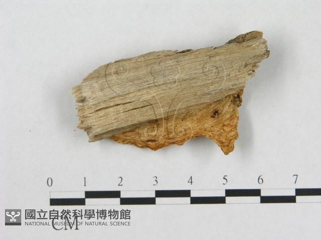 登錄號:F0017466藏品圖，第1張