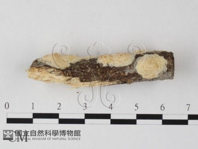 登錄號:F0025466藏品圖，第3張