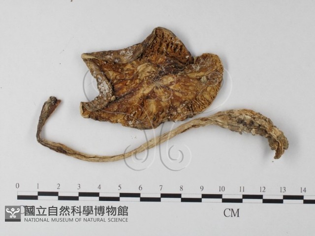 登錄號:F0003466藏品圖，第1張