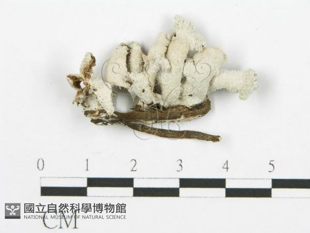 裂褶菌藏品圖，第3張