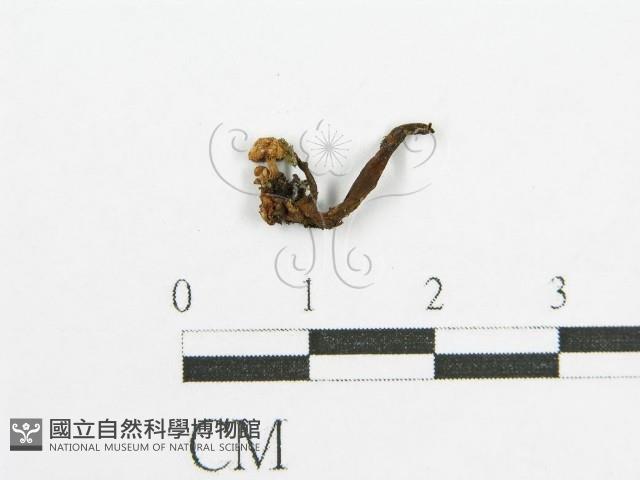 登錄號:F0010766藏品圖，第3張