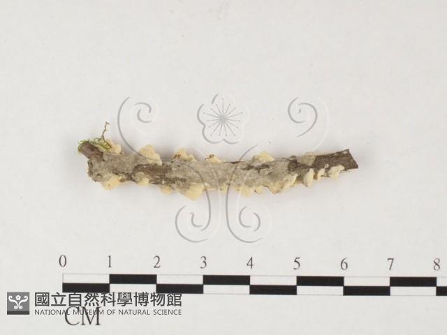 栓菌屬藏品圖，第3張