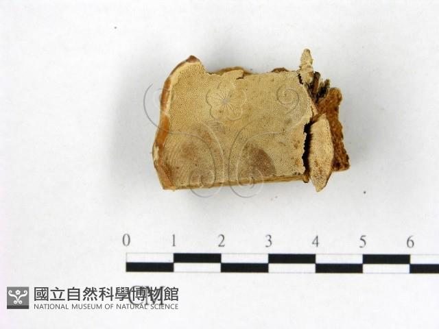 登錄號:F0006766藏品圖，第3張